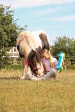 Lieve tinker jaarling merrie, Dieren en Toebehoren, Merrie, 0 tot 2 jaar