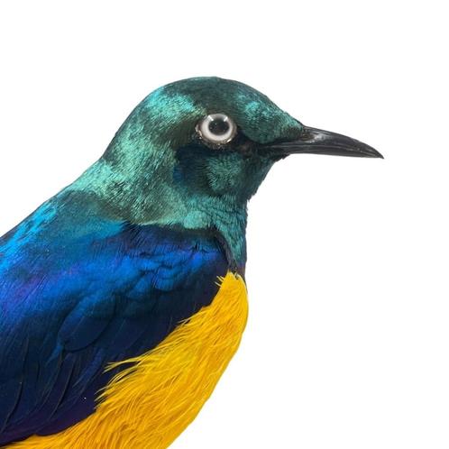 Kleurrijke koningsglansspreeuw te koop!!!, Verzamelen, Dierenverzamelingen, Nieuw, Opgezet dier, Vogel, Ophalen of Verzenden