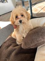 Premium F1 maltipoo teefje, Particulier, Rabiës (hondsdolheid), Overige rassen, 8 tot 15 weken