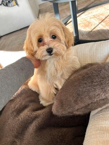 Premium F1 maltipoo teefje beschikbaar voor biedingen