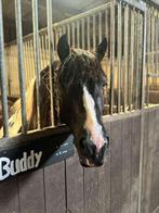 Buddy zoekt bijrijd(st)er, Dieren en Toebehoren, Paarden en Pony's | Overige Paardenspullen, Ophalen of Verzenden, Nieuw, Recreatie