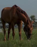 Vakantie stalling / Vakantielocatie met paard!, Stalling