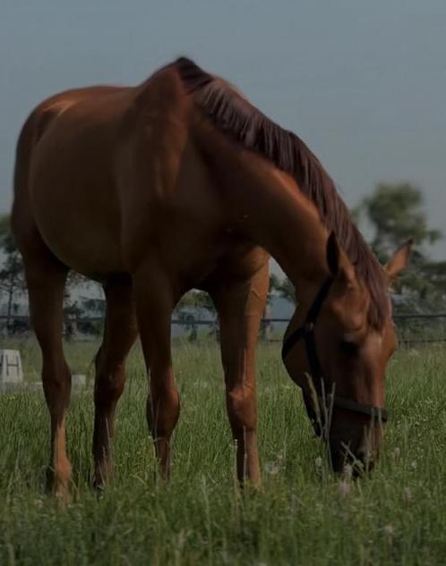 Vakantie stalling / Vakantielocatie met paard!, Dieren en Toebehoren, Stalling en Weidegang, Stalling