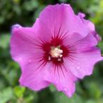 Hibiscus Roze zaden, Verzenden