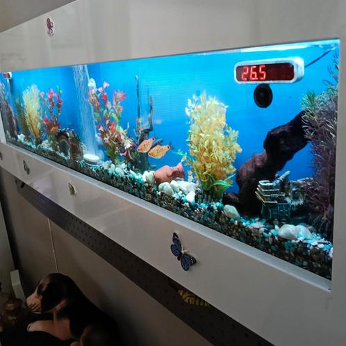 Aangeboden hang aquarium zoetwater  met led verl in 6 kleure, Dieren en Toebehoren, Vissen | Aquaria en Toebehoren, Zo goed als nieuw