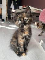 Mooie main coon  x siberische boskat kittens, Meerdere dieren, Ontwormd