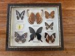 Taxidermie Vlinders in lijst taxidermy opgezette insecten, Ophalen of Verzenden, Zo goed als nieuw, Insect, Opgezet dier