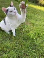 Gratis lieve, gechipte en gevaccineerde poes, Dieren en Toebehoren, Ophalen