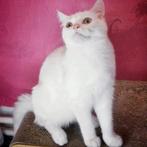 Lief Perzisch poesje, 6 maanden, mix Ragdoll, Dieren en Toebehoren