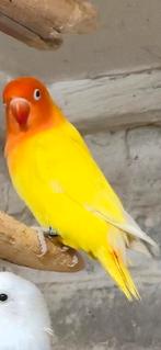 Gele/lutino/creme fischeri, Geslacht onbekend, Dwergpapegaai of Agapornis, Geringd