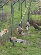 Zilver fazant hanen, Dieren en Toebehoren, Mannelijk, Overige soorten