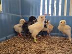 Brahma kuikens, Dieren en Toebehoren, Pluimvee
