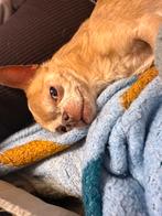 Met pijn in ons hart: lieve chihuahua Woefie (11), 6 jaar of ouder, Reu, Parvo, Eén hond