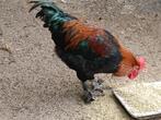 Marans haan, Dieren en Toebehoren, Vogels | Overige Vogels, Mannelijk