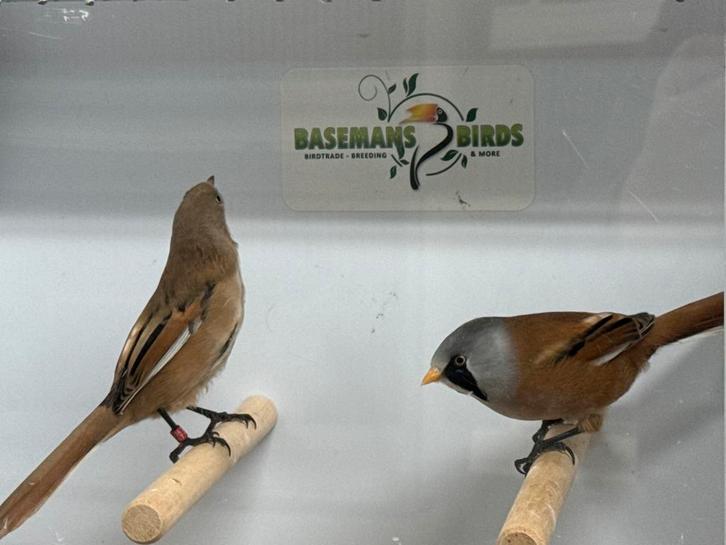 Baardmannetjes - Panurus biarmicus, Dieren en Toebehoren, Vogels | Overige Vogels, Wildzangvogel, Meerdere dieren, Geringd