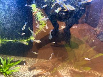 Guppies beschikbaar voor biedingen
