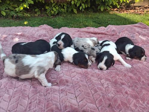 Prachtige australian shepherd x kooiker pups te koop, Dieren en Toebehoren, Honden | Niet-rashonden, Middel, Meerdere dieren, Particulier