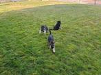 Lieve herdershond pups, 8 tot 15 weken, Meerdere, Meerdere dieren, Herder