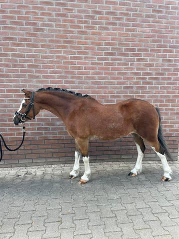 Knappe Welsh A Pony beschikbaar voor biedingen