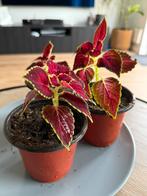 Siernetel stekjes, Ophalen, Halfschaduw, Minder dan 100 cm