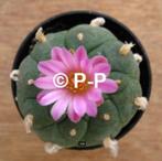 Mooiste Peyote Cactus met paarsroze bloemen ! L. jourdaniana, Cactus, Minder dan 100 cm, Volle zon, Verzenden
