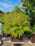 Gratis bamboo, zelf uitgraven, Ophalen, Halfschaduw, Overige soorten, 100 tot 250 cm