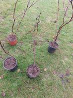 Druif Muscat Blue druivenplant biologisch, Tuin en Terras, Planten | Fruitbomen, Lente, Overige soorten, Volle zon, Ophalen of Verzenden