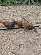 2 kriel hennen, kruising hollandse kriel/ohiki, Dieren en Toebehoren, Pluimvee, Vrouwelijk, Kip