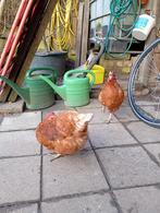 Kippenhok & Ren compleet met 2 legkippen voer en grit, Ophalen, Kippenhok of Kippenren