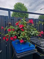 planten, Ophalen, Zomer, Overige soorten, Volle zon