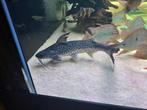 Lince catfish 45-50cm,potamotrygon,cichla,arowana,channa, Vis