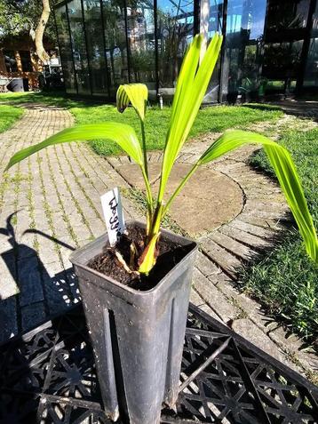 Trachycarpus Wagnerianus beschikbaar voor biedingen
