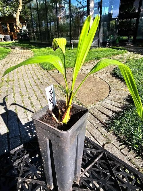 Trachycarpus Wagnerianus, Tuin en Terras, Planten | Bomen, Palmboom, Minder dan 100 cm, Volle zon, Lente, In pot, Ophalen