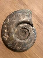 Ammoniet  Marokko, Verzamelen, Mineralen en Fossielen, Ophalen of Verzenden, Fossiel
