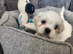 Boomer pup 1 reutje, Dieren en Toebehoren, Overige rassen, CDV (hondenziekte), 8 tot 15 weken, Meerdere