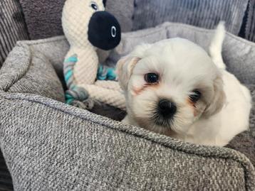 Boomer pup 1 reutje  beschikbaar voor biedingen