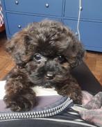 Schattige hypoallergene mini pups, Dieren en Toebehoren, Honden | Chihuahua's en Gezelschapshonden, België, Fokker | Hobbymatig