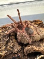 Lasiodora klugi 12/14 cm, Dieren en Toebehoren