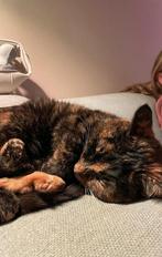 Lieve, rustige kat, Dieren en Toebehoren, Katten en Kittens | Overige Katten, Poes