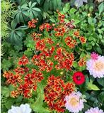 Coreopsis (meisjesogen) “Incredible Sea Shells mix’, Ophalen of Verzenden, Volle zon