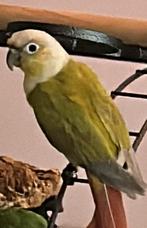 Pyrrhura mooncheek/dilute, Dieren en Toebehoren, Vogels | Parkieten en Papegaaien, Mannelijk, Parkiet, Geringd