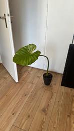 Olifant oor plant, Huis en Inrichting, Kamerplanten, Verzenden, Overige soorten, Minder dan 100 cm