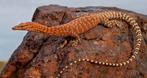 GEZOCHT! Varanus pilbarensis, Amfibie, 0 tot 2 jaar