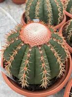 Cactus Melocactus Brevispinus in de 23 cm schaal, Huis en Inrichting, Ophalen of Verzenden, Minder dan 100 cm, Bloeiende kamerplant