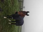 Stalling gezocht omgeving putten, Dieren en Toebehoren, Stalling en Weidegang, Weidegang, 1 paard of pony