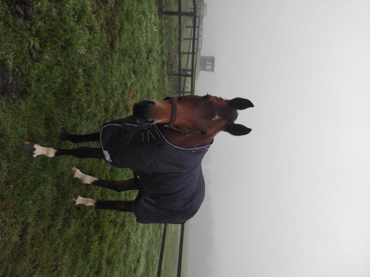 Stalling gezocht omgeving putten, Dieren en Toebehoren, Stalling en Weidegang, Stalling, Weidegang, 1 paard of pony