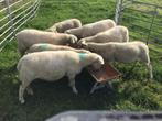 Nolana fokooien, Vrouwelijk, Schaap