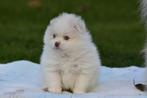 witte pomeriaan pups, België, Particulier, 8 tot 15 weken, Meerdere