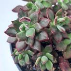 Echeveria Pulvinata(vetplant,succulent), Huis en Inrichting, Ophalen of Verzenden, Overige soorten, Minder dan 100 cm