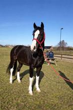Ponys gezocht !, Dieren en Toebehoren, Pony's, Merrie